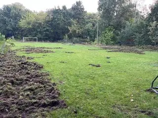 Dziki uszkodziły boisko klubu Advit Wiązowna
