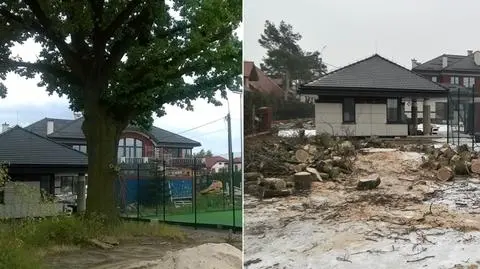 "Rzeź w majestacie prawa". Najstarszy dąb wycięty
