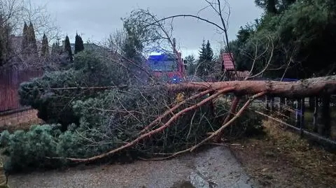 Silny wiatr powalał drzewa. Pracowita noc strażaków