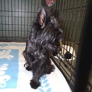 Znaleziony w tunelu metra pies