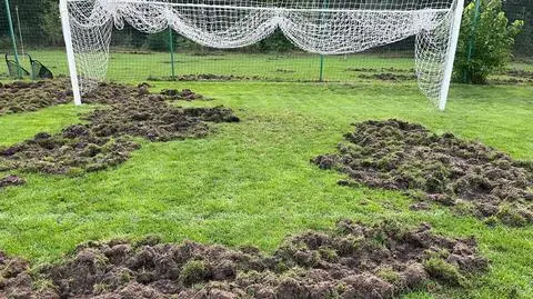 Dziki uszkodziły boisko klubu Advit Wiązowna