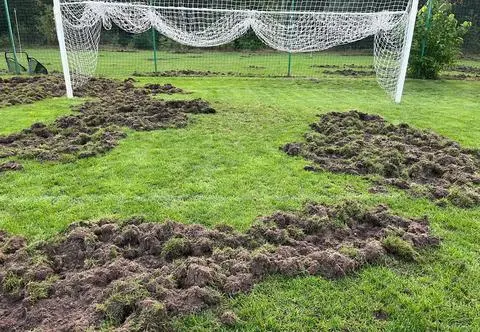 Dziki zryły boisko. "Jakby ktoś przeorał je traktorem"