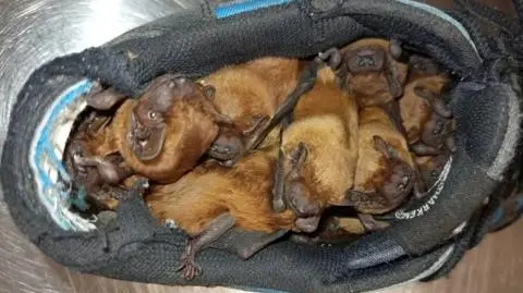 Małe nietoperze ukryły się w bucie 