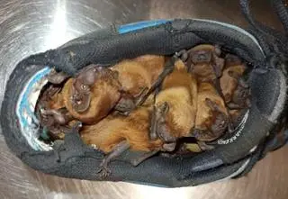 20 małych nietoperzy w butach na balkonie