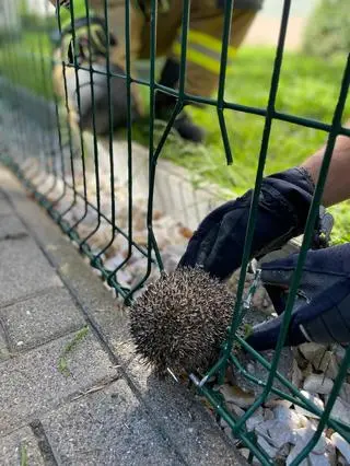 Jeż utknął w ogrodzeniu 