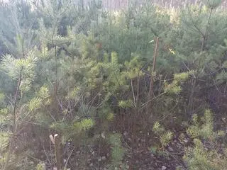 Ktoś zbudował szałas z samosiewu sosen