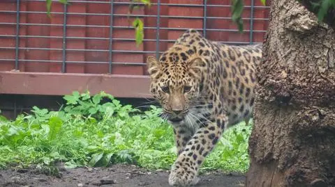 Do warszawskiego zoo przyjechała nowa mieszkanka – samica lamparta amurskiego 