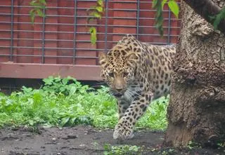 Zoo ma nową mieszkankę. "Najbardziej zagrożony wyginięciem gatunek ssaków drapieżnych"