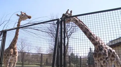 Zoo żegna żyrafę Largo: odszedł "ojciec wszystkich dzieci"