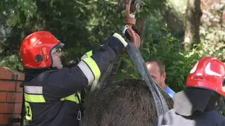 Łoś zawisł na ogrodzeniu