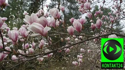 Magnolie zakwitły w Powsinie