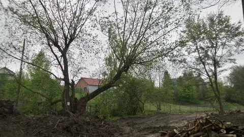 Sójka nie zablokuje budowy drogi. Ptaka nie było, drzewo wycięte