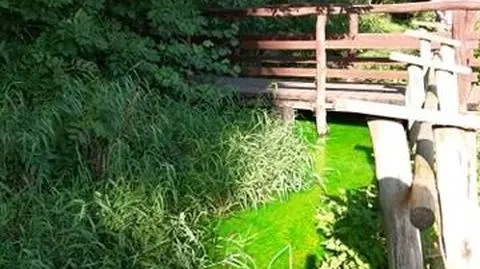 Rzeczka w Lesie Bielańskim w "kosmicznie zielonym" kolorze