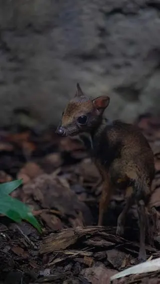 Myszojeleń przyszedł na świat w Warszawskim Zoo