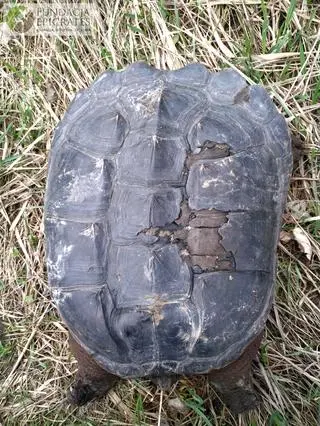 Żółw jaszczurowaty złapany pod Warszawą