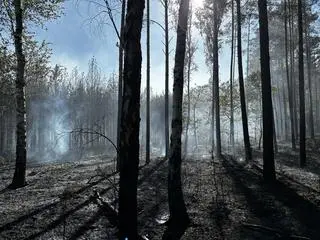 Pożar lasu w Karczewie 