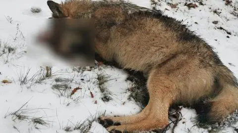 Wilk stracił życie w okolicy Kampinoskiego Parku Narodowego