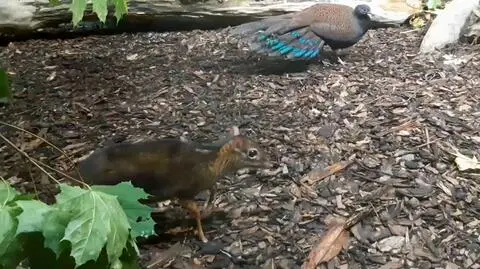 Myszojeleń z Warszawskiego Zoo