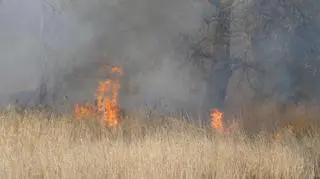 Pożar traw przy moście Siekierkowskim 