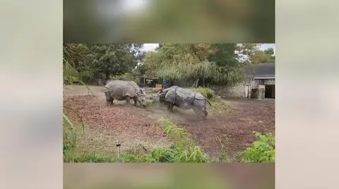 Spotkanie teściowej i synowej w stołecznym zoo