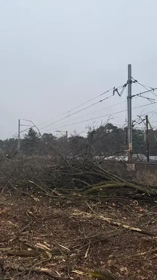 Wycinka w okolicy stacji Warszawa Miedzeszyn 