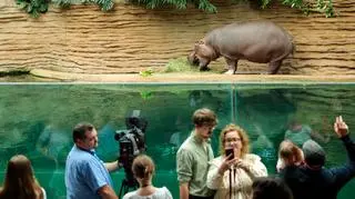 Tak wyglądały 40. urodziny najstarszego hipopotama nilowego w Polsce w Warszawskim Zoo