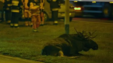 Osobówka zderzyła się z łosiem.  "Jedna osoba w szpitalu"