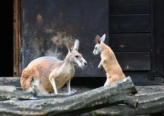 Kangurzątko w warszawskim zoo