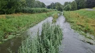 Podwyższony poziom wody w Potoku Służewieckim 