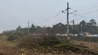 Wycinka w okolicy stacji Warszawa Miedzeszyn 