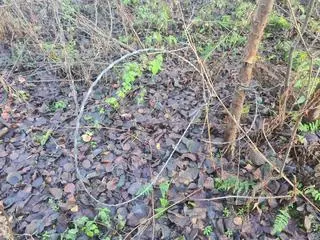 Snares set in the Kampinos National Park