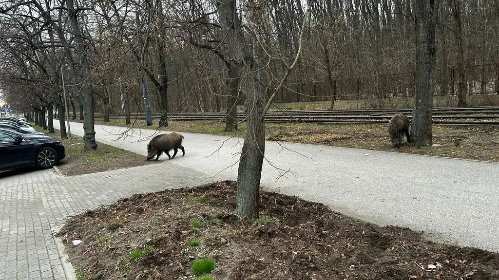 "Zaczął szorować kopytem o ziemię". Uciekała przed goniącym ją dzikiem
