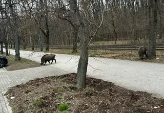 "Zaczął szorować kopytem o ziemię". Uciekała przed goniącym ją dzikiem