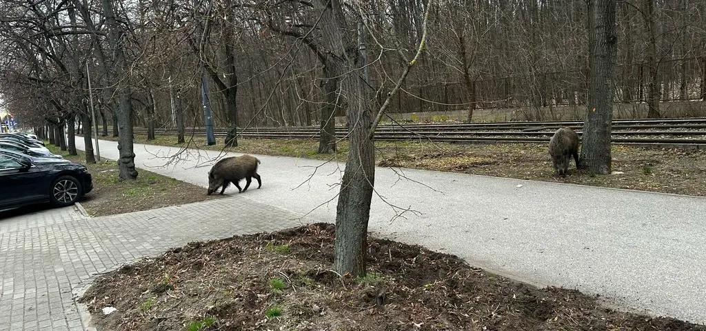 "Zaczął szorować kopytem o ziemię". Uciekała przed goniącym ją dzikiem