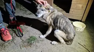 Skrajnie zaniedbane zwierzęta znajdowały się na posesji w Józefowie 