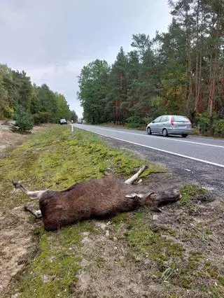 Łoś potrącony na "gilotynie" w październiku 2024