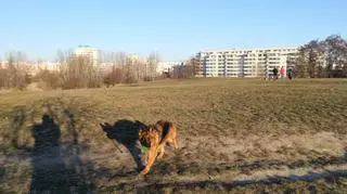 Przy skrzyżowaniu Rosoła i Gandhi ma powstać park z prawdziwego zdarzenia 