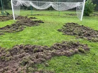 Dziki uszkodziły boisko klubu Advit Wiązowna