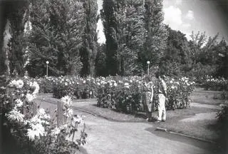 Ogród daliowy w parku Skaryszewskim, zdjęcie z 1951 roku