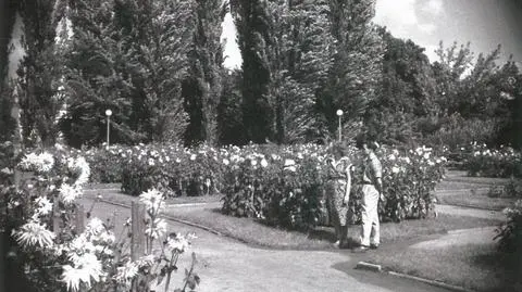 Ogród daliowy w parku Skaryszewskim, zdjęcie z 1951 roku