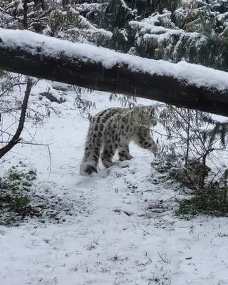 Pamir przywitał pierwszy śnieg 