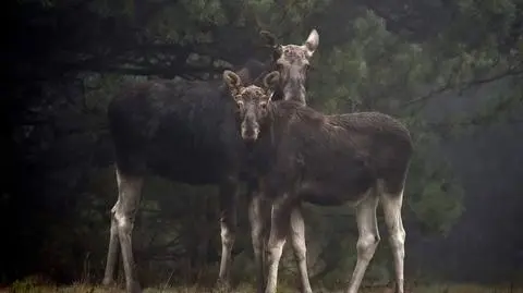 Klępa z łoszakiem przy szlaku od Sierakowa do Pociechy 