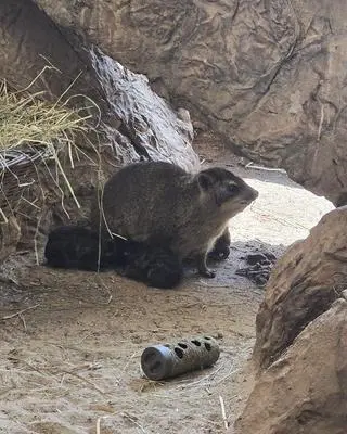 W zoo urodziły się góralki skalne