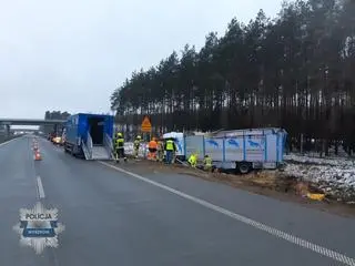 Ciężarówka z krowami zjechała do rowu