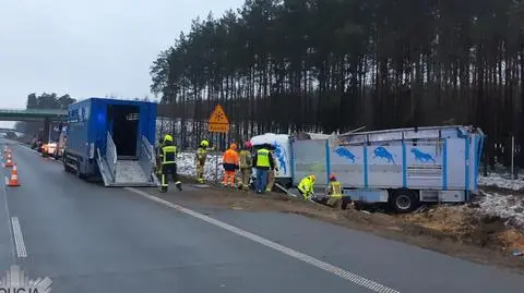 Ciężarówka z krowami zjechała do rowu