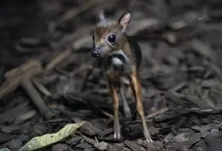 Narodziny w warszawskim zoo