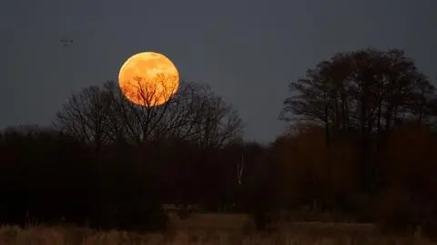 Kampinoski Park Narodowy apeluje: "Po zmroku nie wchodź do lasu"