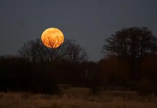 Zaginął w lesie, ważny apel Kampinoskiego Parku Narodowego