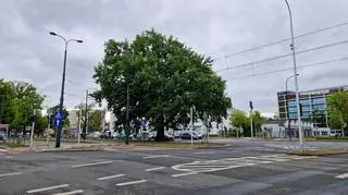 Dąb szypułkowy, który "zagrał" w grze "Wiedźmin 3" 