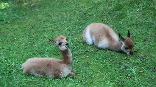 Wikunia przyszła na świat w warszawskim zoo